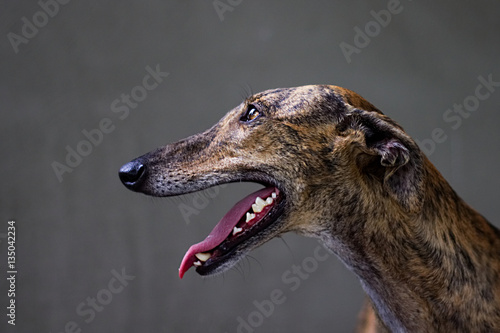 Fototapet greyhound portrait, dog head profile