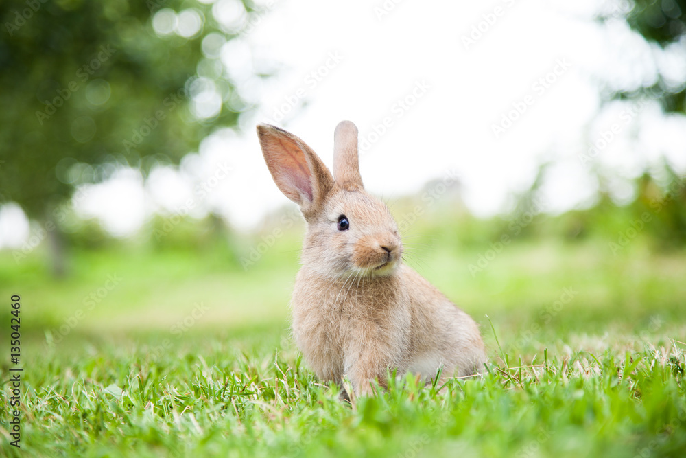 Naklejka premium Królik królik na trawie