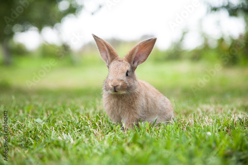 Bunny rabbit on the grass © Smart Future