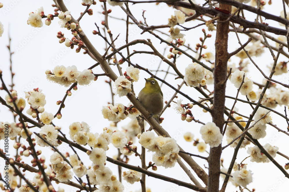 Plums and Japanese White-Eye in Tokyo - Japanese early spring - Plums and Japanese White-Eye in Tokyo - Japanese early spring -