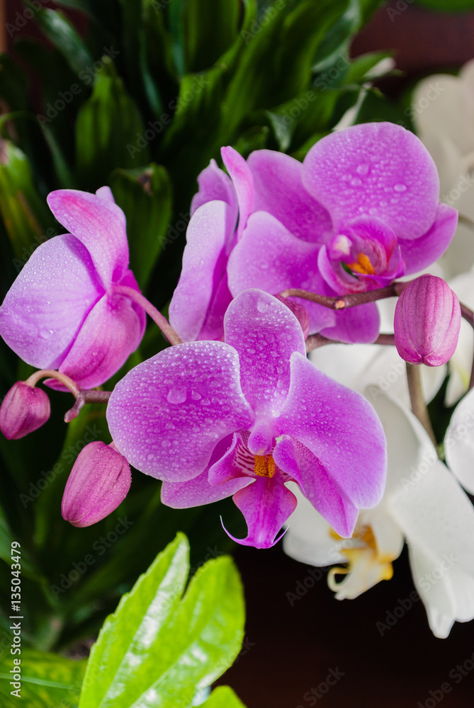 Orchid flowers on a wooden table. Potted flowers. Orchid flowers on a wooden table. Potted flowers.