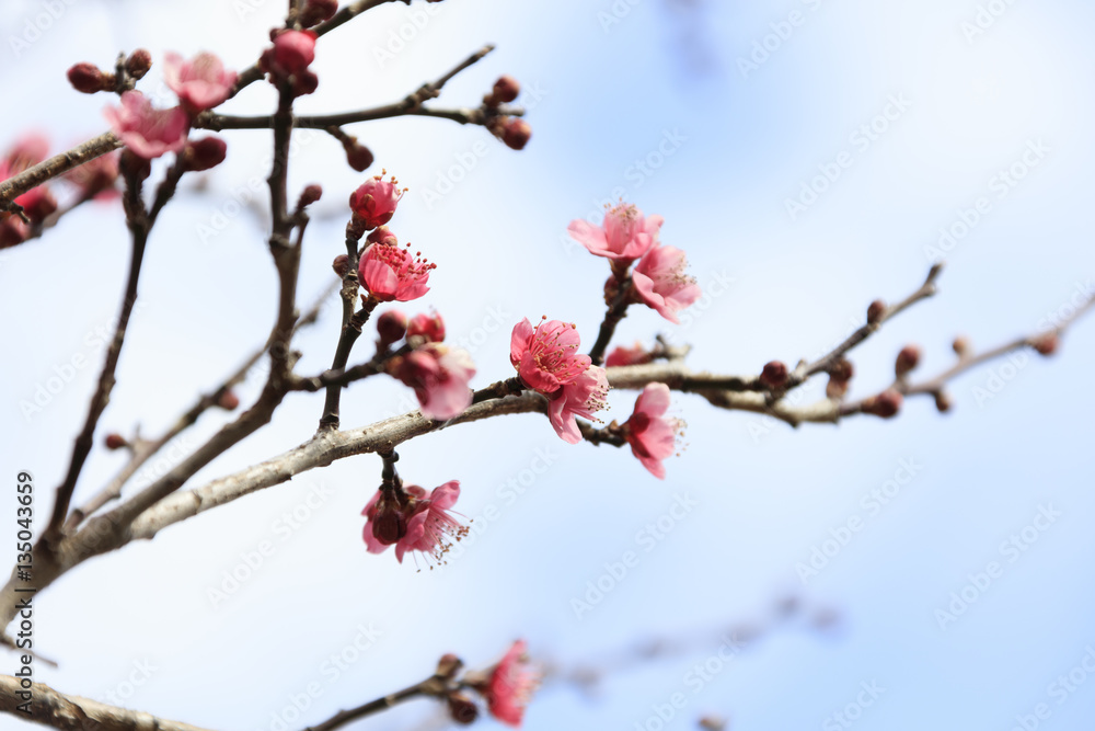Flowering of plums in Tokyo - Japanese early spring - Flowering of plums in Tokyo - Japanese early spring -