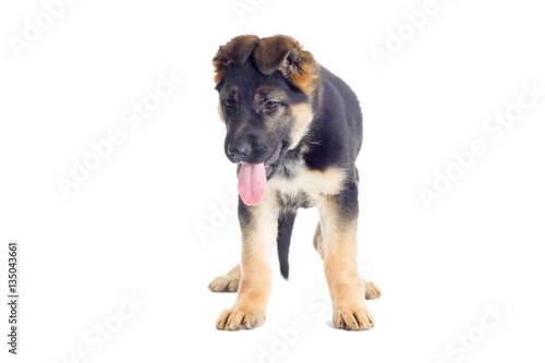 Shepherd puppy standing and looking on a white background