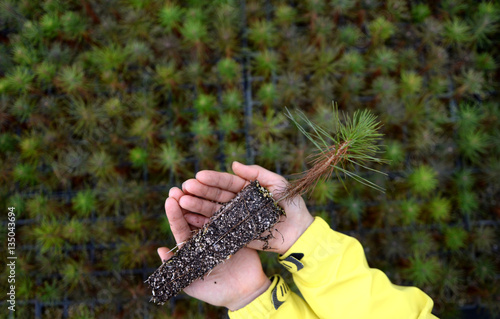 In your hand, the pine tree seedlings.