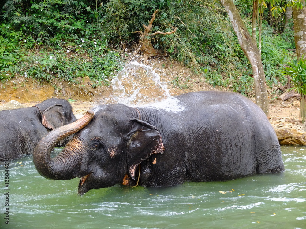 Elephant washing in lake