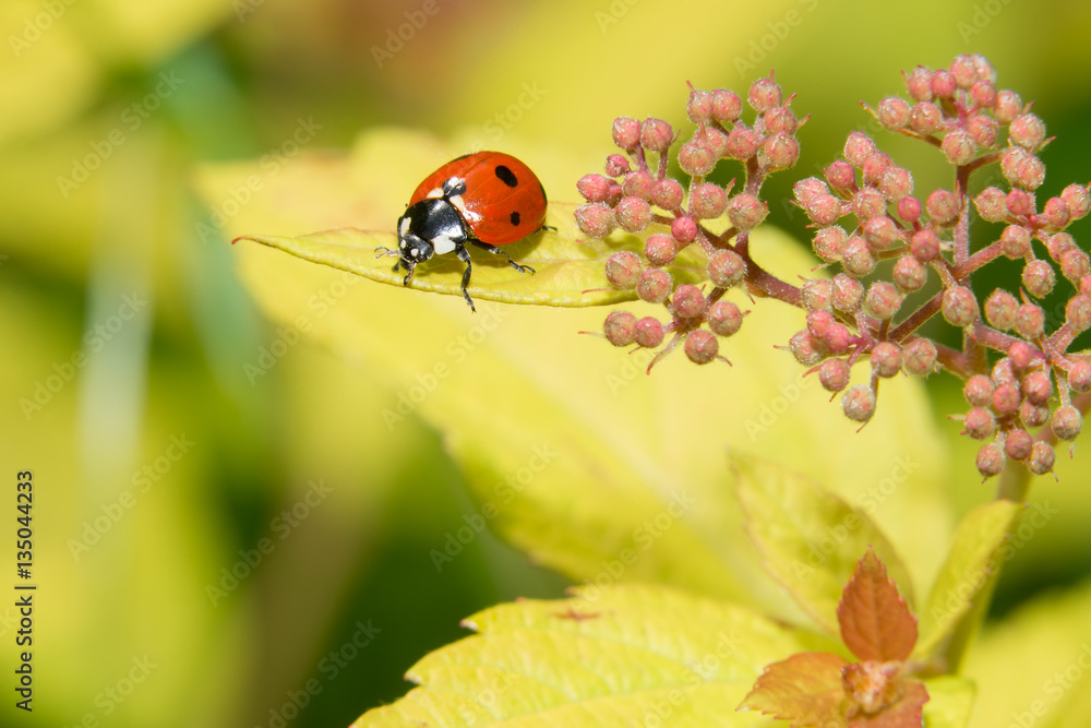 Ladybug crawling on a small decorative flowers bush Ladybug crawling on a small decorative flowers bush