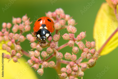 Ladybug crawling on a small decorative flowers bush