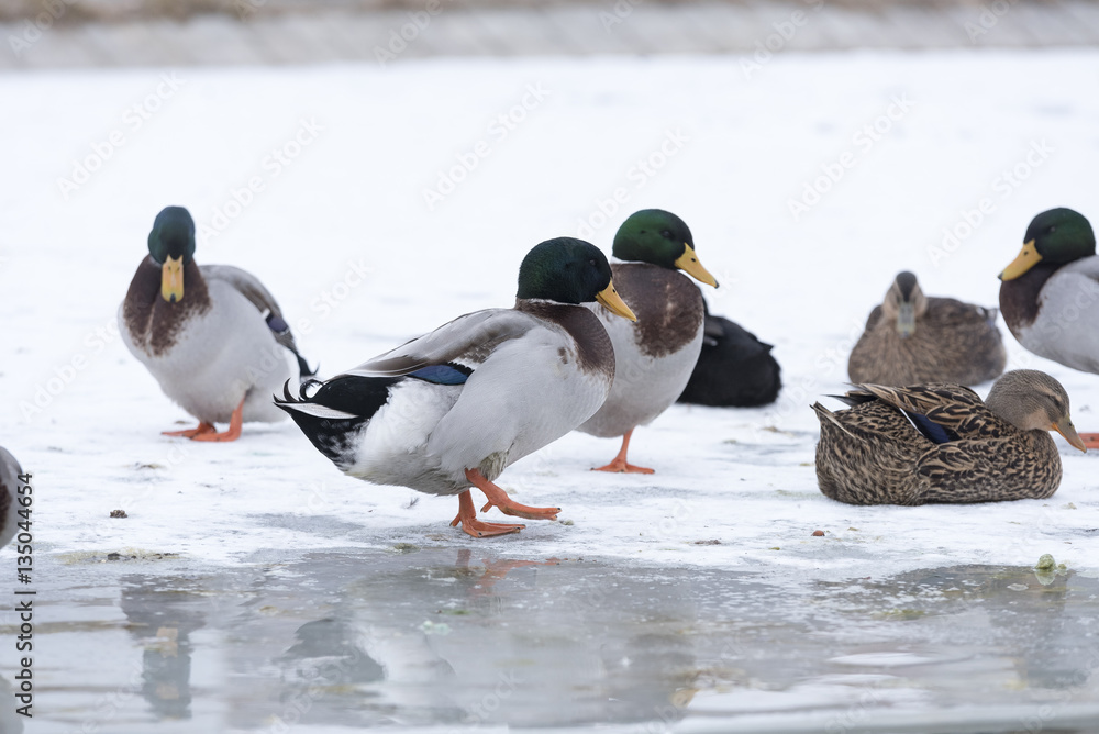 Fototapeta premium Swans and wild ducks on a frozen lake 