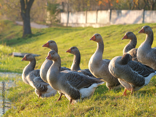 Принти на полотні Farmed goose standing on grass