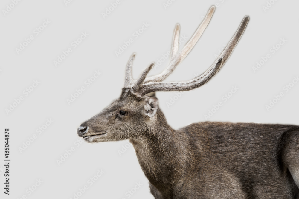 Obraz premium Deer on dark tone