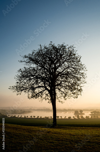 Shilhouette of tree © khanut888