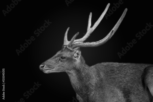 Fototapeta Naklejka Na Ścianę i Meble -  Deer on dark tone