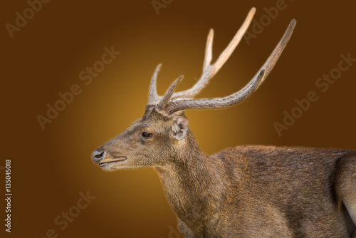 Deer on brown tone © midobun2014