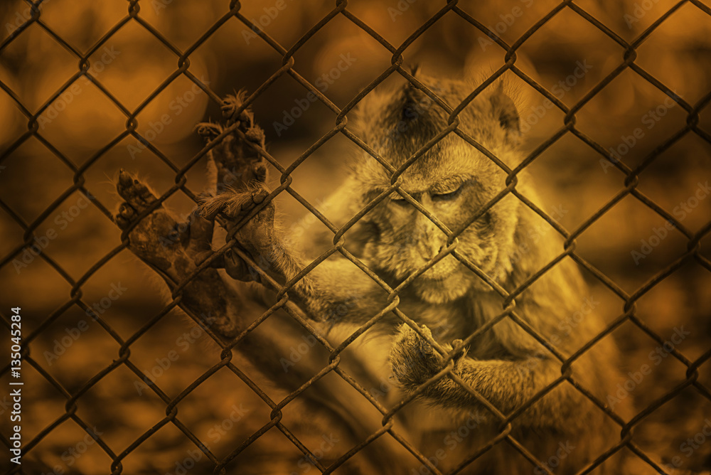 Monkey in cage old brown tone Monkey in cage old brown tone