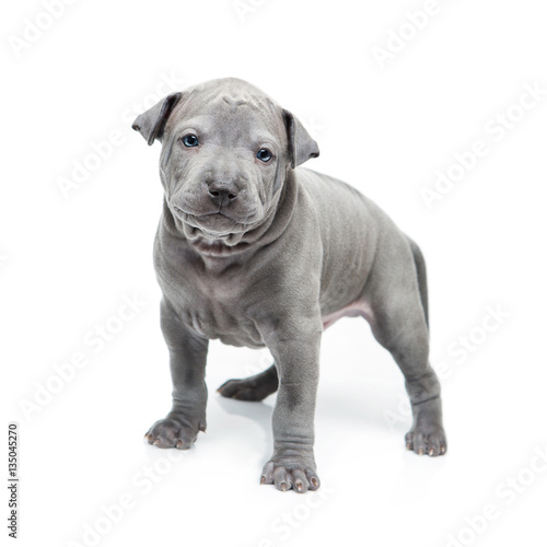 Thai ridgeback puppy isolated on white