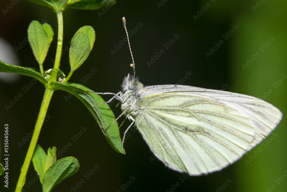 Yellow butterfly sitting on the grass in dew drops Yellow butterfly sitting on the grass in dew drops