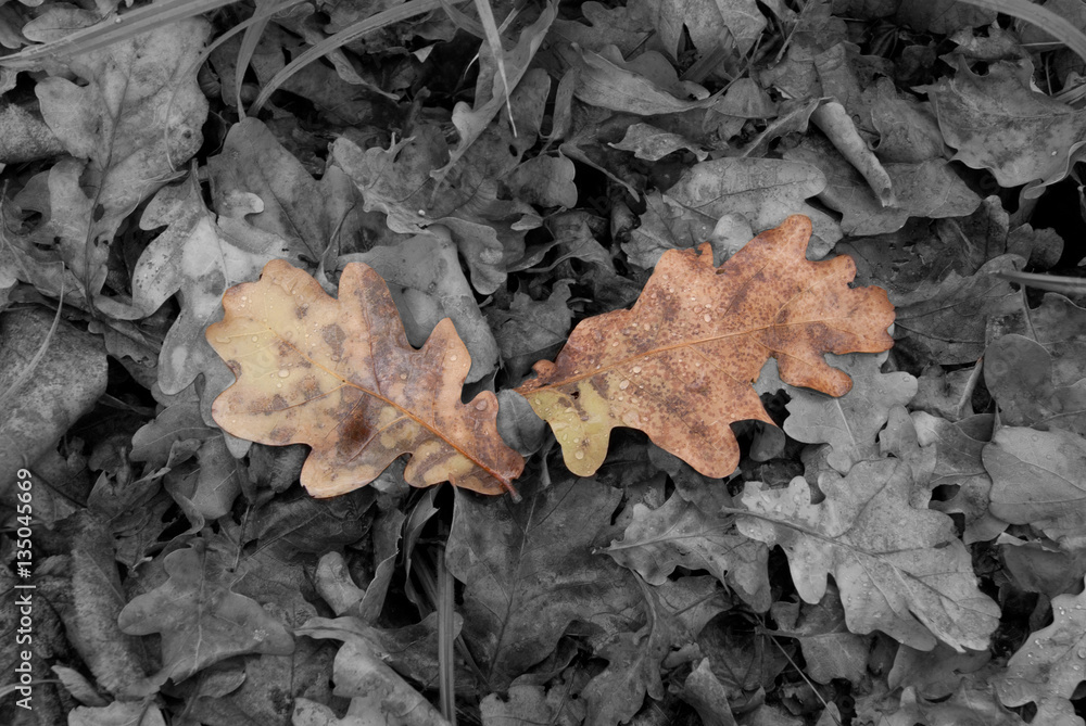 Павшая листва.