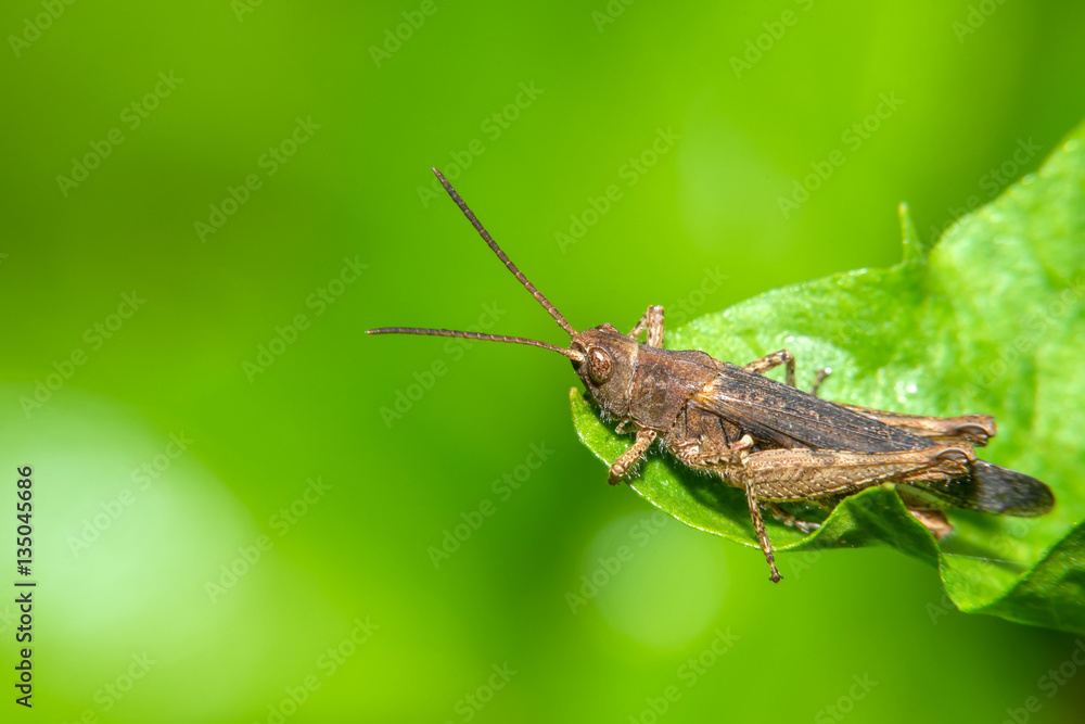 Small grasshopper sitting on a green leaf of grass Small grasshopper sitting on a green leaf of grass