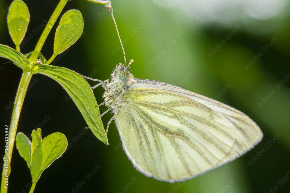 Yellow butterfly sitting on the grass in dew drops Yellow butterfly sitting on the grass in dew drops