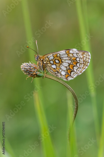 Scheckenfalter photo