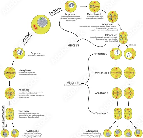 Mitosis and meiosis comparison of phases scheme with explanation