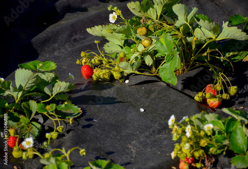 Autumn harvest of strawberries photo