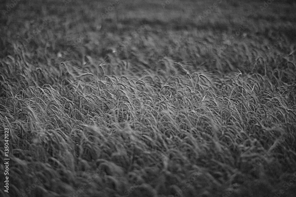 black and white contrast background ears in the field black and white contrast background ears in the field