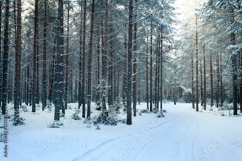 pine forest, winter, snow