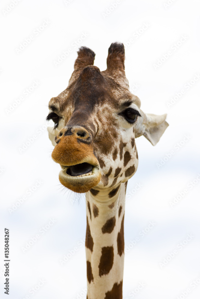 Naklejka premium Giraffe