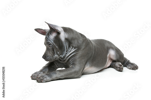 Fototapeta Naklejka Na Ścianę i Meble -  Thai ridgeback puppy