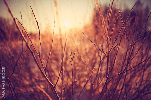 amazing winter landscape at sunset in forest