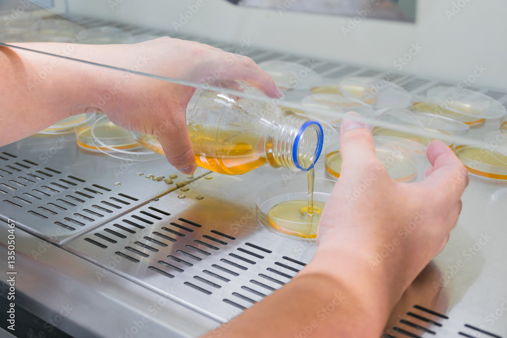 Pour plate technique for MacConkey agar Bacteria culture. ภาพถ่ายสต็อก