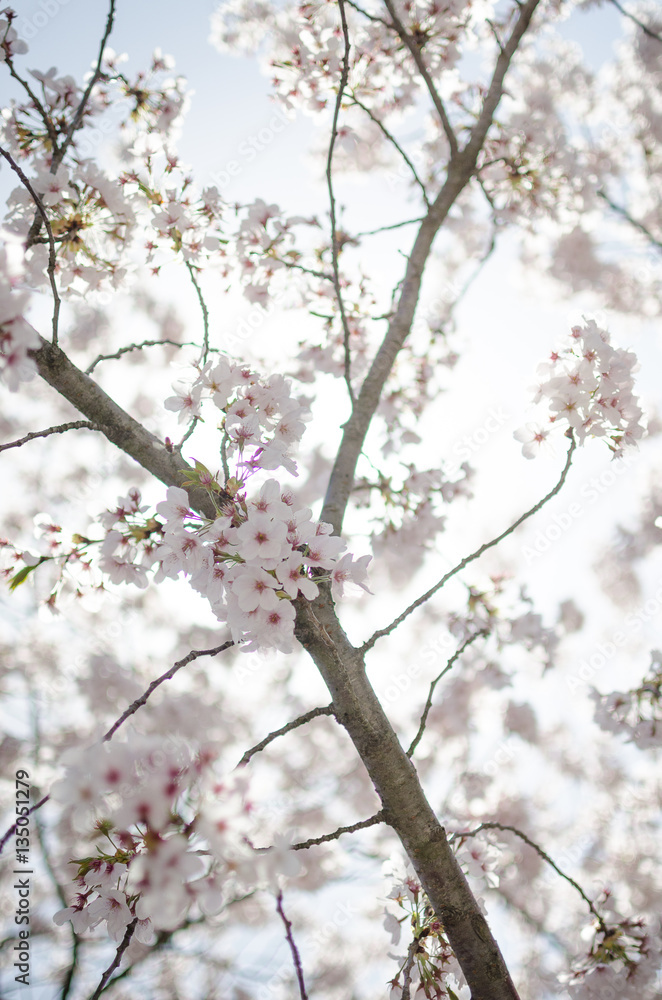 Cherry Blossoms