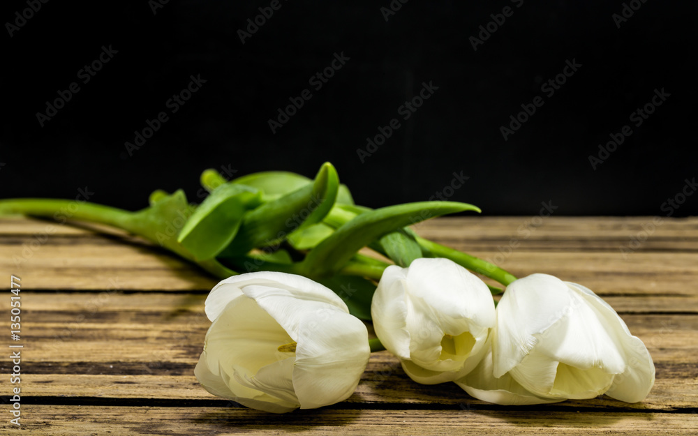 White tulips on black background White tulips on black background
