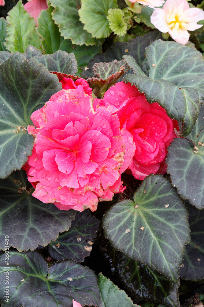 Obraz premium Pink begonia
