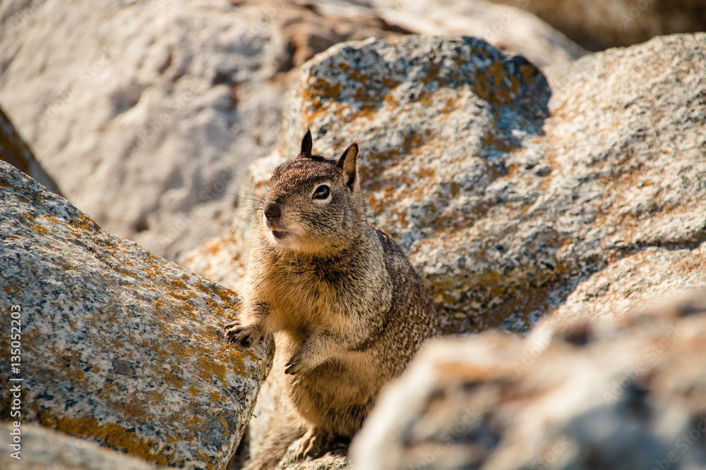 Naklejka premium sweet curious california ground squirrel, animal in california
