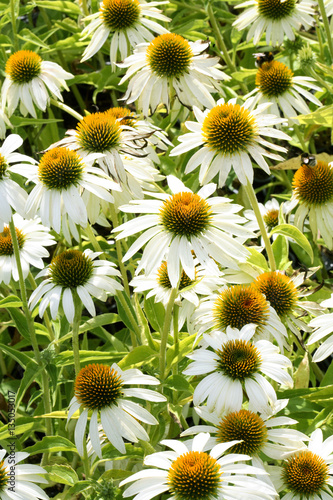 White rudbeckia flowers in the garden