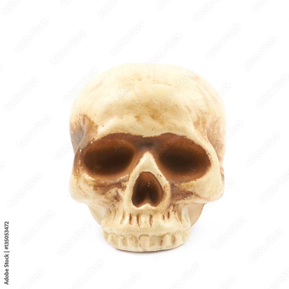 Obraz premium Human skull resin replica isolated