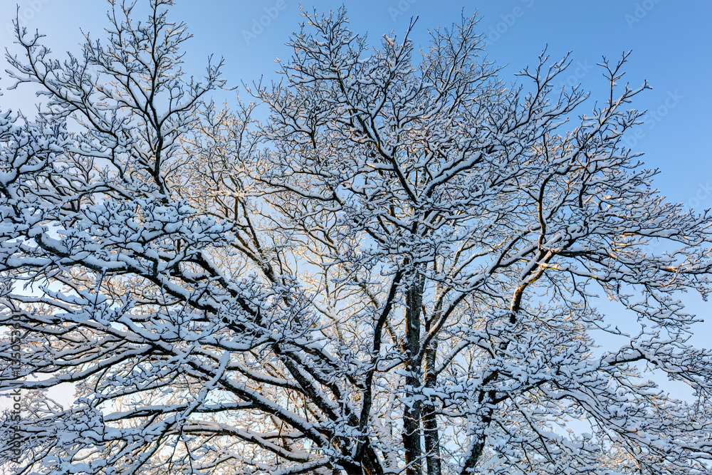 Snowy trees. Hoarfrost against a blue sky. Snowy trees. Hoarfrost against a blue sky.