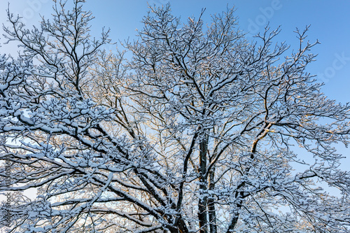 Snowy trees. Hoarfrost against a blue sky.