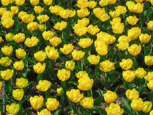 Field of Blooming Yellow Tulips © Isabelle
