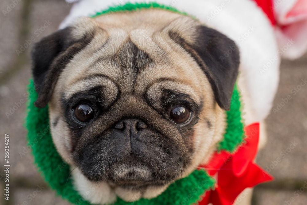 Portrait of Pug with Red and Green Collar
