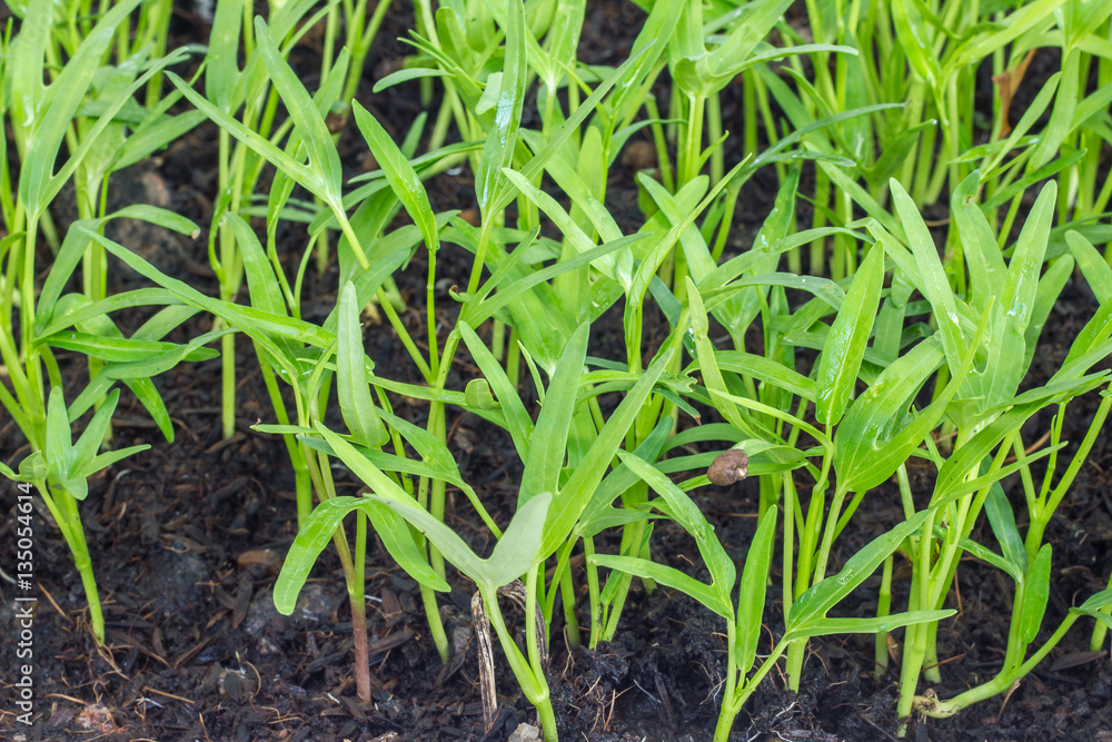 Vegetable crop in laboratory for scientists studying of science and selective. Vegetable crop in laboratory for scientists studying of science and selective.