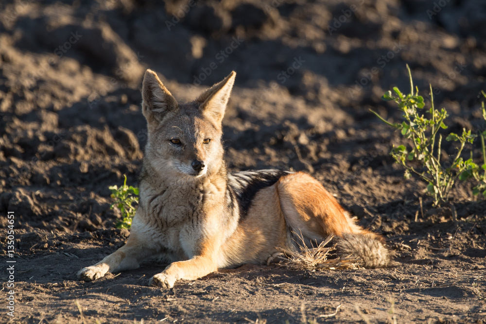 Black-backed Jackal in Field with Early Morning Light Black-backed Jackal in Field with Early Morning Light