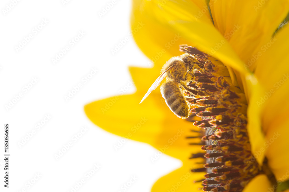 Naklejka premium Biene auf Sonnenblume isoliert vor weiß