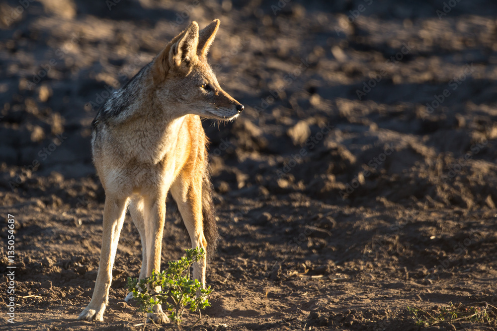 Fototapeta premium Black-backed Jackal in Field with Early Morning Light