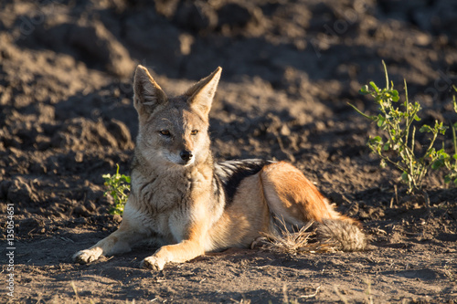 Black-backed Jackal in Field with Early Morning Light