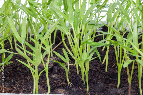 Vegetable crop in laboratory for scientists studying of science and selective.