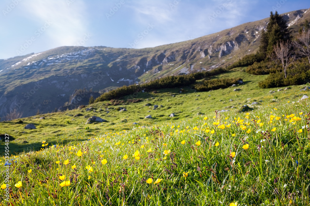 mountain meadow  in spring; bunch of yellow flowers in the foreground against blurred background 

