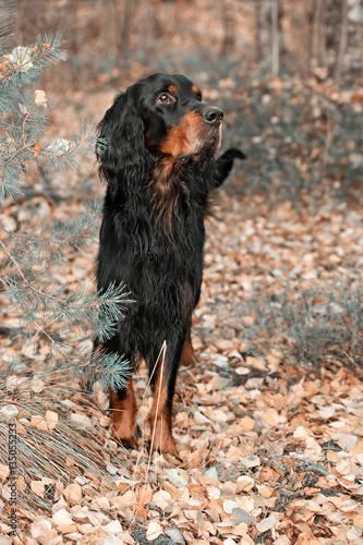  Setter Gordon standing in front in autumn forest